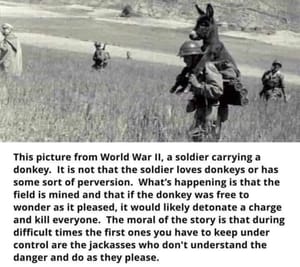 Donkey vs. minefield