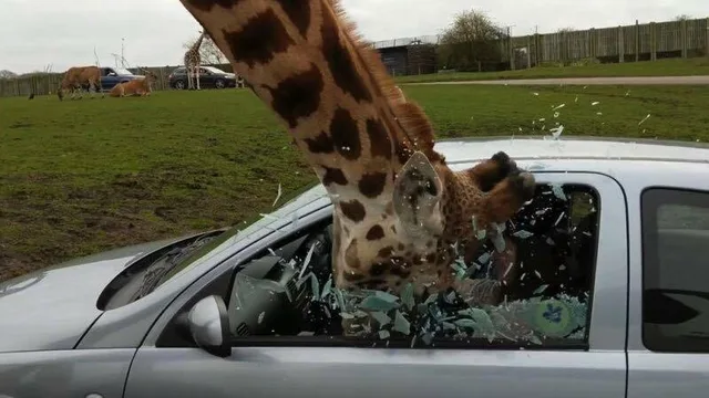 Photo from a safari park: a giraffe's long spotted neck pokes down through the shattered passenger window of a silver car, with glass shards flying. Other animals, a few parked cars and a wooden fence are visible on the grass behind. No text.