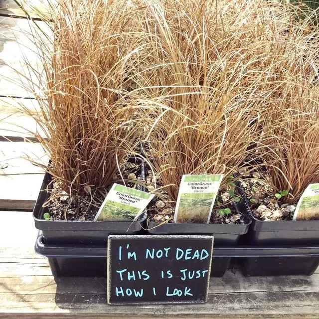 Plastic nursery pots of dry, tan-orange ornamental grass labeled ColorGrass 'Bronco' Carex sit on a wooden table. A small chalkboard sign in blue handwriting reads: "I'M NOT DEAD THIS IS JUST HOW I LOOK".
