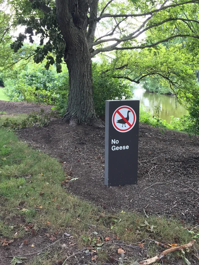 A dark gray upright sign stands in wood mulch beneath a large tree beside a pond. It shows a black goose silhouette inside a red circle with a diagonal slash, above white text reading "No Geese".