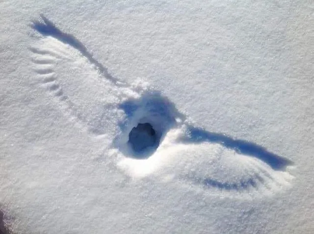 Top-down photo of bright white snow with the imprint of a bird's outstretched wings pressed around a dark central hole. Feather lines fan out along both wings, and blue shadows trace the wing edges. No text appears in the image.