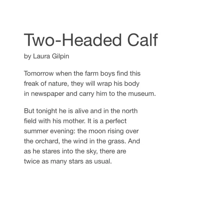 Black text on a white background. Title: "Two-Headed Calf" by Laura Gilpin. "Tomorrow when the farm boys find this freak of nature, they will wrap his body in newspaper and carry him to the museum. But tonight he is alive and in the north field with his mother. It is a perfect summer evening: the moon rising over the orchard, the wind in the grass. And as he stares into the sky, there are twice as many stars as…