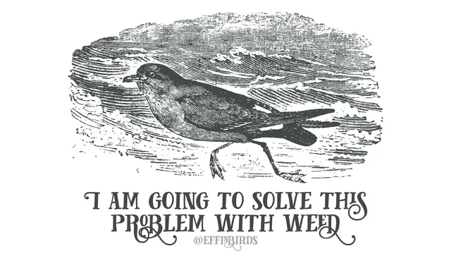 A vintage engraving-style illustration of a small dark bird with a pale breast walking along a wavy shoreline. Below it, in ornate decorative lettering, the text reads: "I AM GOING TO SOLVE THIS PROBLEM WITH WEED" and a smaller gray credit, "@EFFINBIRDS".
